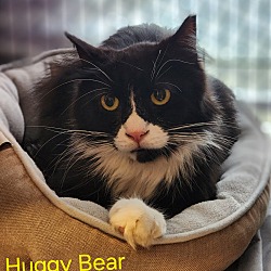 Photo of Huggy Bear