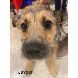 Thumbnail photo of Jasper #4 #1