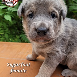 Thumbnail photo of Sugarfoot #3