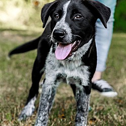 Thumbnail photo of PUPPY AXEL  HAPPY BOY #2