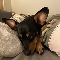 adopt a pet