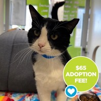 adopt a pet