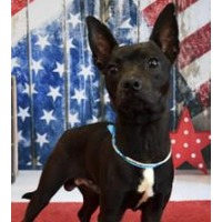 adopt-pet