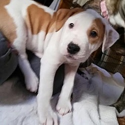 Thumbnail photo of Chino-Adopted! #2