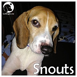 Thumbnail photo of Snouts #1