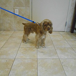Thumbnail photo of Copper - Adopted! #2