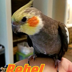 Thumbnail photo of Rebel #1