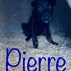 Photo of Pierre