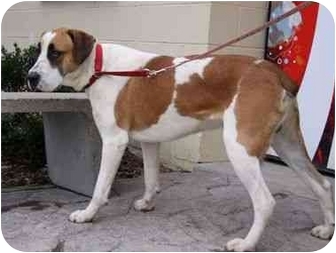 Short Haired St Bernard Mix