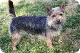 australian terrier mixed with yorkie