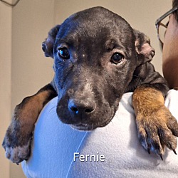 Thumbnail photo of Fernie #2