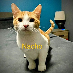 Thumbnail photo of Nacho #loves-the-camera #2