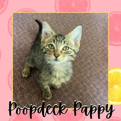 Thumbnail photo of Poopydeck Pappy #2