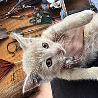 adopt a pet