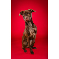 adopt-pet