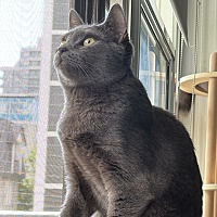 adopt a pet