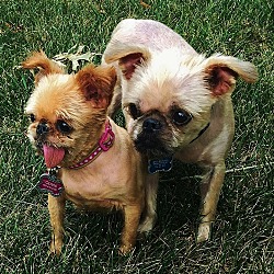 Thumbnail photo of OLIVIA & BOB - Adopted #1