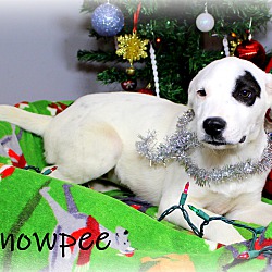 Thumbnail photo of Snowpee~adopted! #4