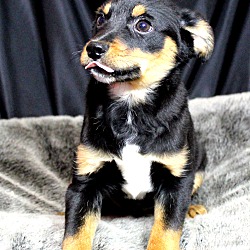 Thumbnail photo of Tito~adopted! #2