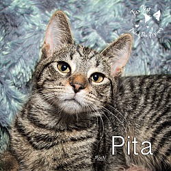 Thumbnail photo of Pita #2