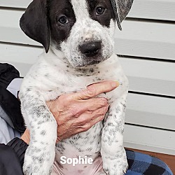 Thumbnail photo of Sophie #2