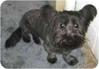 North Kingstown Ri Skye Terrier Meet Rosie A Pet For Adoption