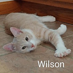 Thumbnail photo of Wilson #2