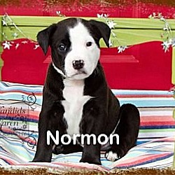 Thumbnail photo of Norman #1
