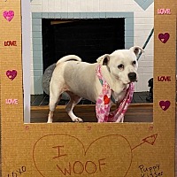 adopt a pet
