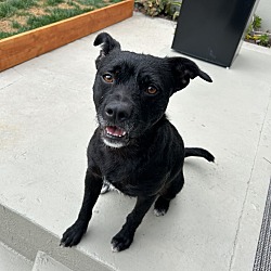 Mutt puppies for sale clearance