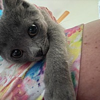 adopt a pet