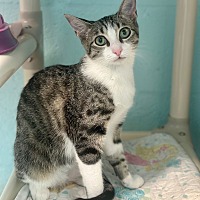 adopt a pet