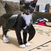 adopt a pet