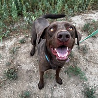 adopt a pet