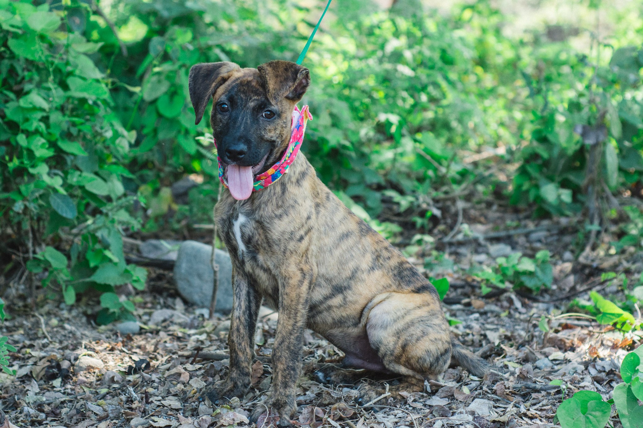 Vancouver Bc Belgian Malinois Meet Frisco A Pet For Adoption