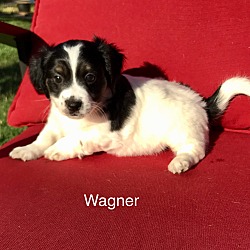 Thumbnail photo of Wagner #2