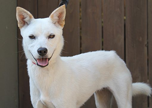 Jindo terrier hot sale
