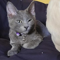 Available Pets At Southern Nevada Animal Rescue League In N Las Vegas Nevada