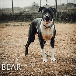 Thumbnail photo of Bear #3