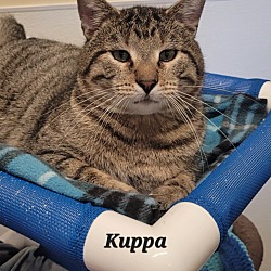 Thumbnail photo of Kuppa #3