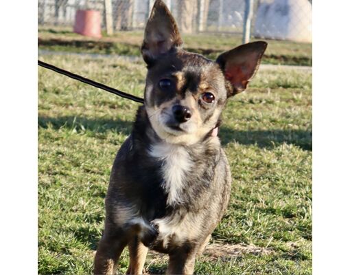 LaGrange, KY - Chihuahua. Meet ETHEL - Paws Behind Bars Trained a Pet ...