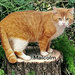 Thumbnail photo of Malcolm #2