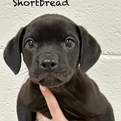 Thumbnail photo of Shortbread #1