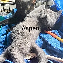 Thumbnail photo of Aspen #4