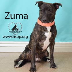 Thumbnail photo of Zuma #3