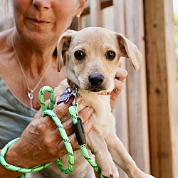 Thumbnail photo of CRUSH   8 Pounds   PUPPY   FOSTERED IN NEW JERSEY #3