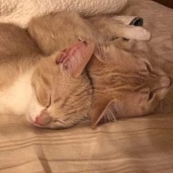 Photo of Purr Baby & Abby(Cuddly sibs)
