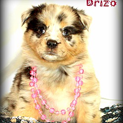 Thumbnail photo of Brizo~adopted! #1