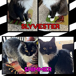Thumbnail photo of Slyvester & Shimmer #1