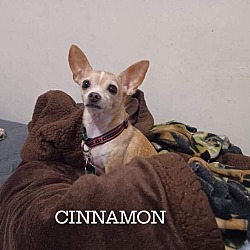 Thumbnail photo of Casper and Cinnamon #2